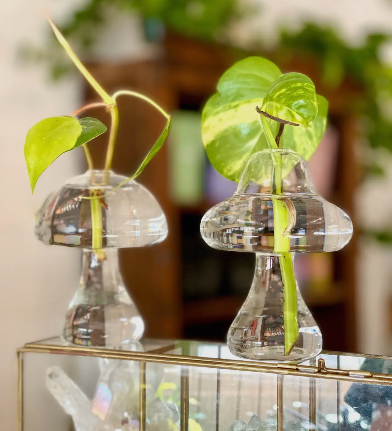 Glass mushroom plant glasses